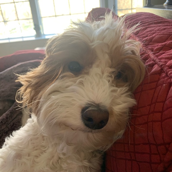 Meet your Posher, Laura - Picture 1 of 1